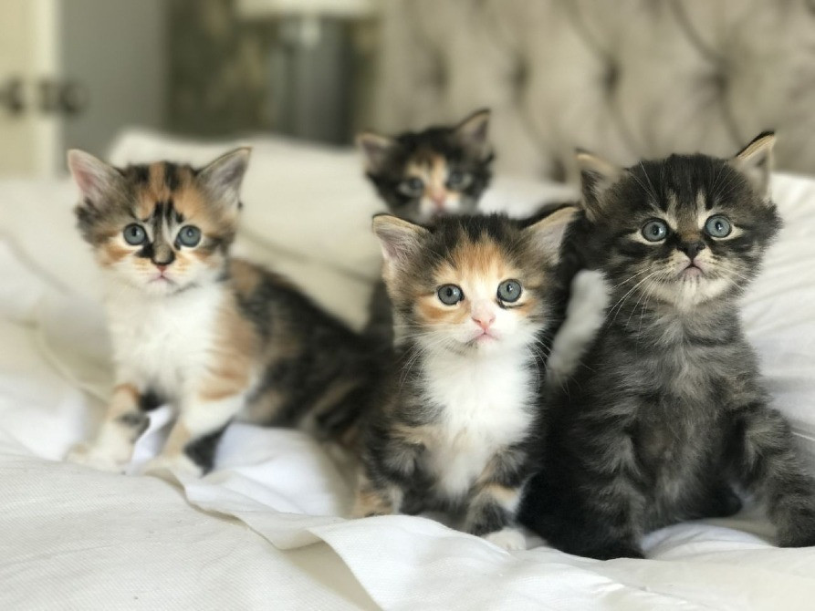 Кошенята мейн-кун. Пишіть нам у WhatsApp для деталей: +27848239748 Миколаїв - зображення 4