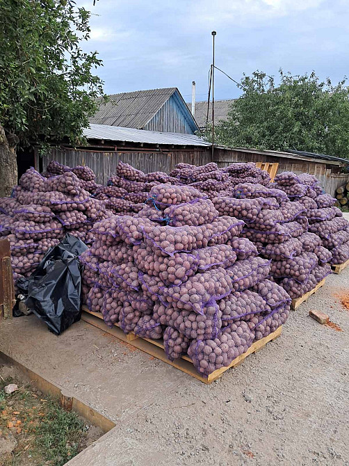 Продаємо дуже дуже смачну та розваристу картоплю вирощену на власному господарстві , сорт білароса Городня - зображення 4