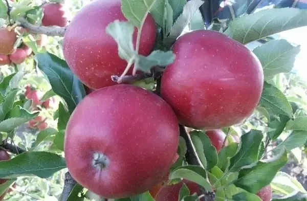 Яблуня Зимова Єліза. 0.5л. Винница - изображение 1