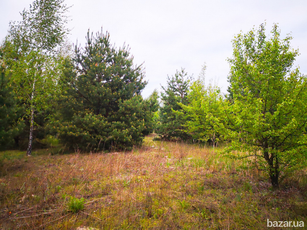 Продам 2 га ОСГ в смт.Макарів Макаров - изображение 5