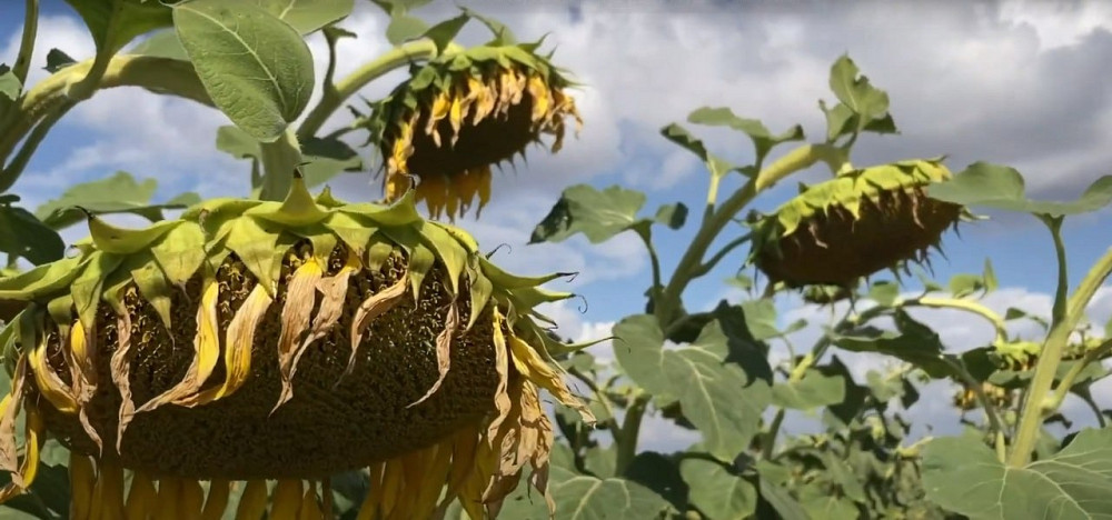 насіння соняшнику Рекольд. під гранстар. Для найтяжчих погодних умов Одеса - зображення 2