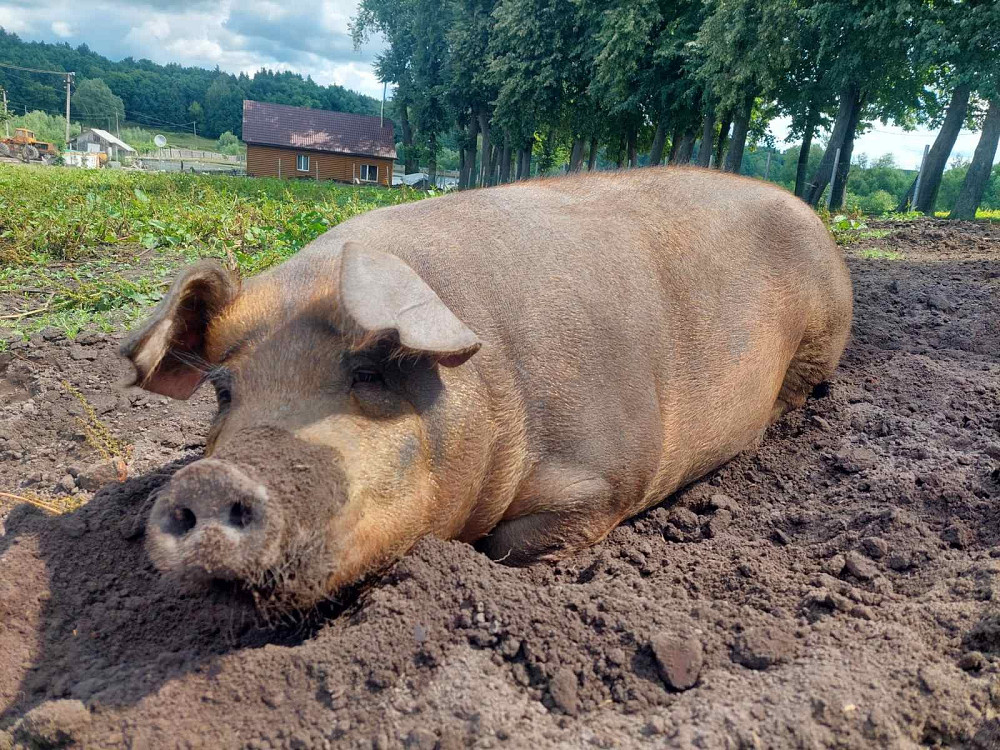 Продам м'ясо, сало свиней Кролевец - изображение 3