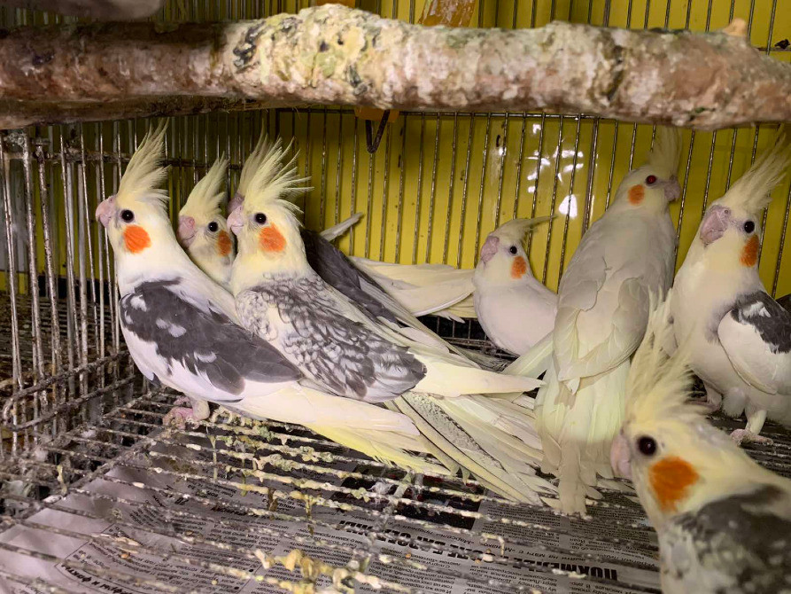 Пташенята папуг корел Киев - изображение 1