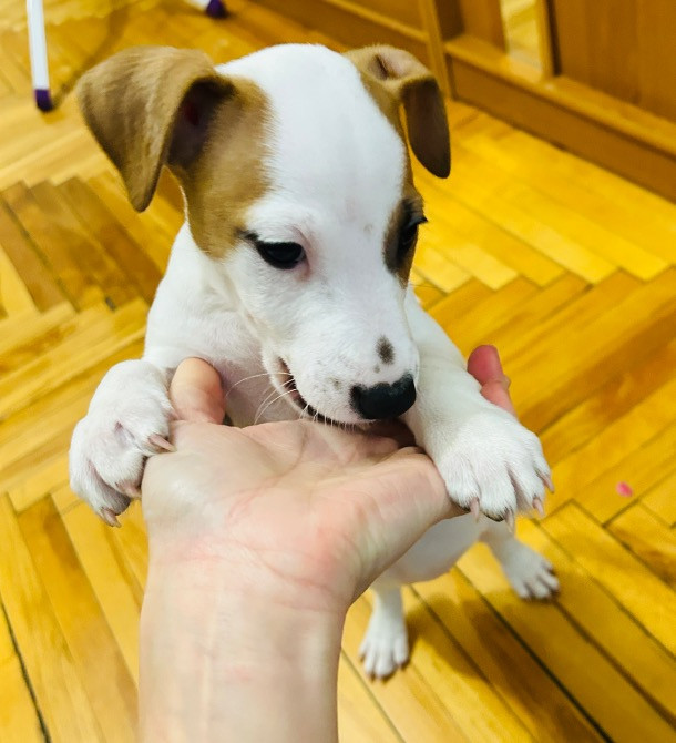 Цуценята Джек Рассел терʼєр! Готові до переїзду! Червоноград - зображення 8