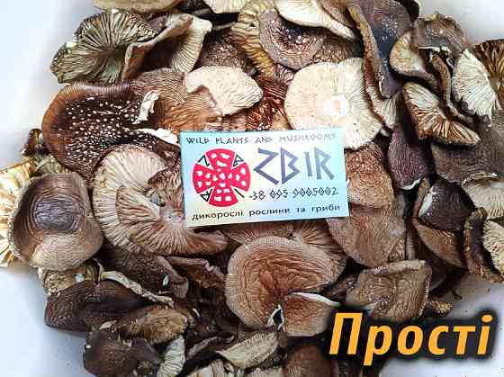 Мухомор ПАНТЕРНИЙ (Amanita Pantherina), сушені КАПЕЛЮШКИ від ZBIR, сезон 2025 Полтава