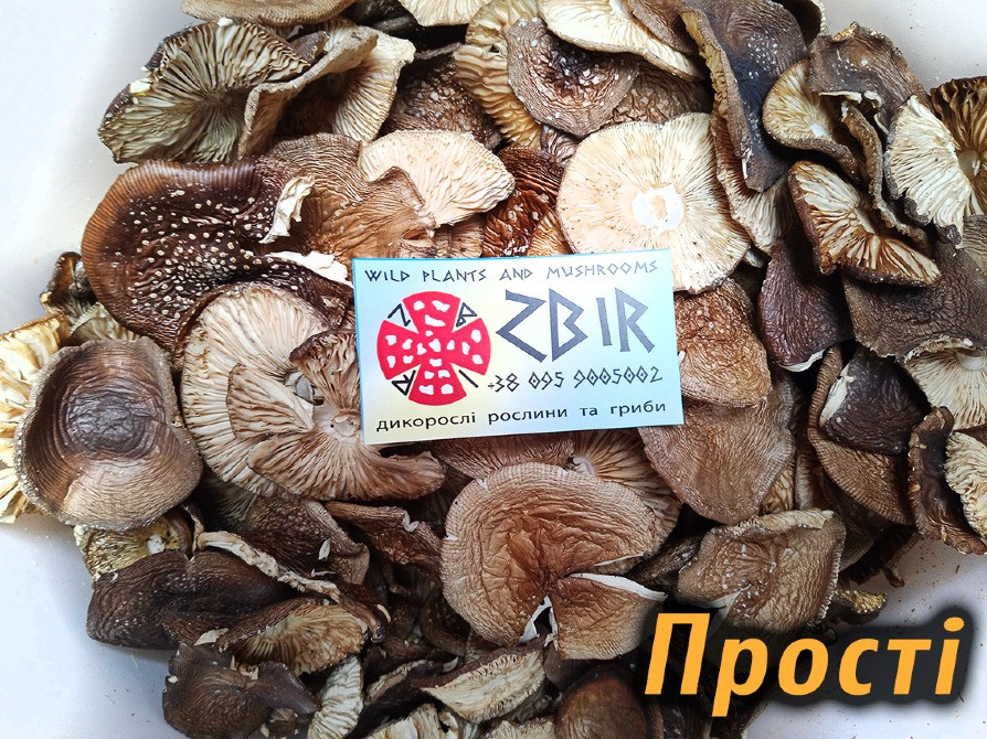 Мухомор ПАНТЕРНИЙ (Amanita Pantherina), сушені КАПЕЛЮШКИ від ZBIR, сезон 2025 Полтава - изображение 3