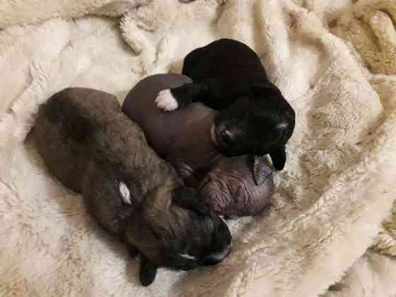 Шукаємо супервідповідальних людей для двох ксоло-дівчат у шерсті Верхнеднепровск