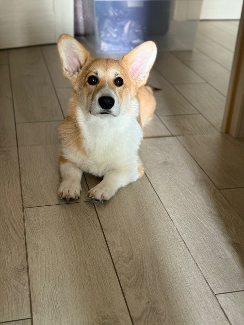 Цуценя Київ - зображення 2