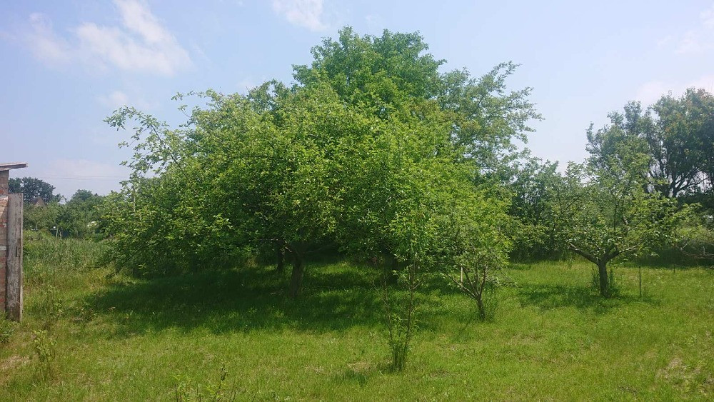 Продам дві приватизовані земельні ділянки, с. Трушки. Біла Церква - зображення 12