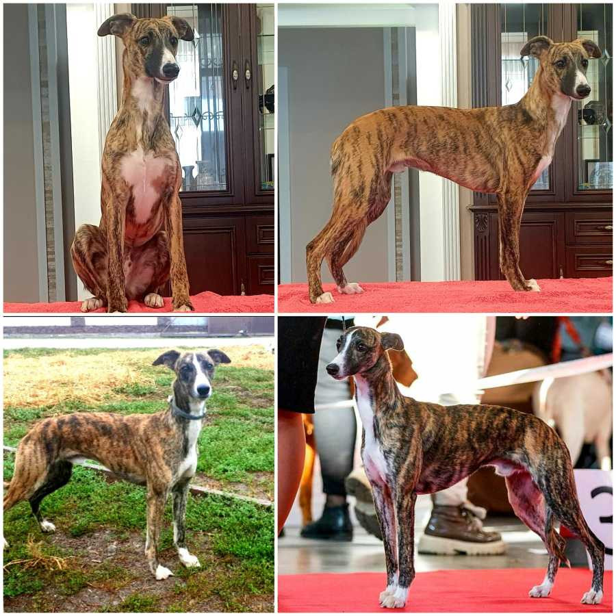 Уиппет - кобели на продажу Киев - изображение 1
