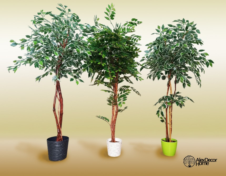 Штучні дерева, для інтер'єру. Фікус Бенджаміна. Гліцинія. Николаев - изображение 2