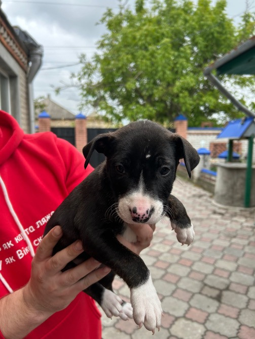 Продам недорого цуценят віком 2 місяця Новомосковськ - зображення 2