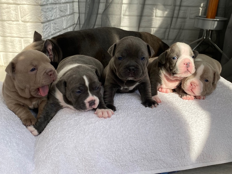 Американські Буллі типу покет Обухов - изображение 1