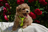 #МальтіпуF1#MaltipooF1#цуценята2міс#puppies 2 months Київ