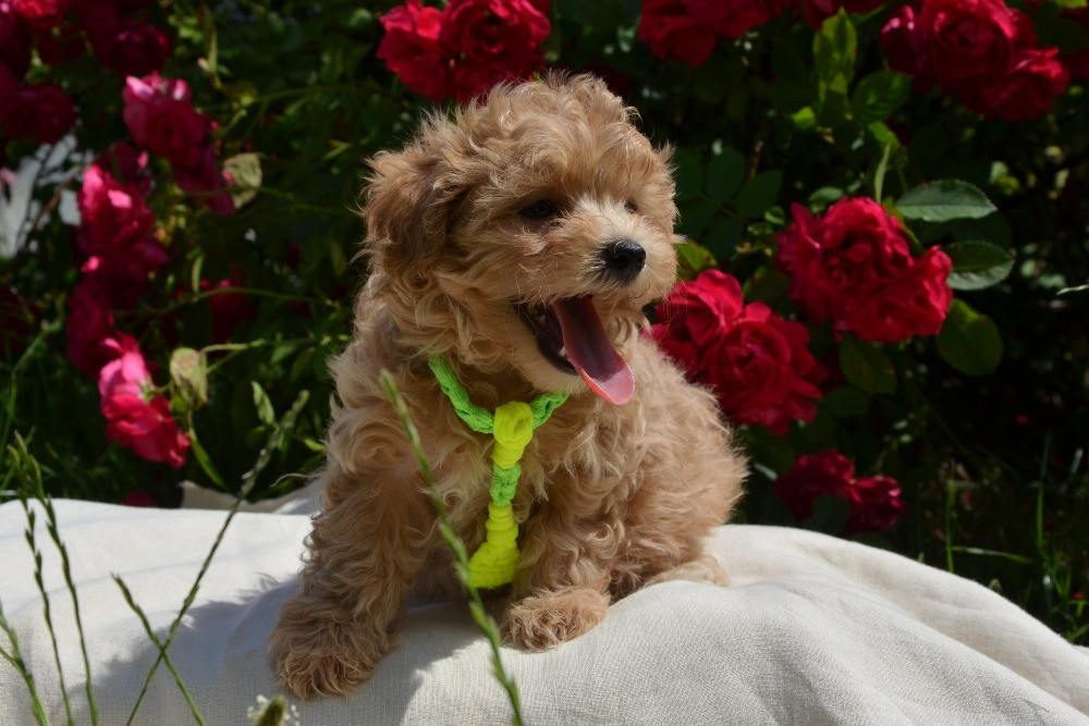 #МальтіпуF1#MaltipooF1#цуценята2міс#puppies 2 months Київ - зображення 1