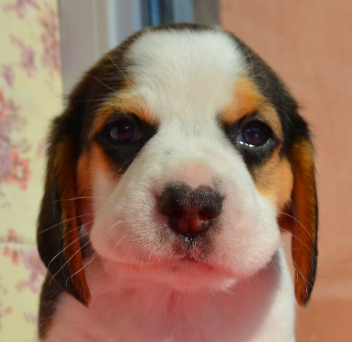 Біглі від батьків чемпіонів. Документи київського клубу, чіповані. Київ - зображення 1