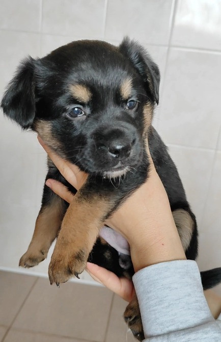 Віддам цуценят в хороші руки Хмельницький - зображення 3