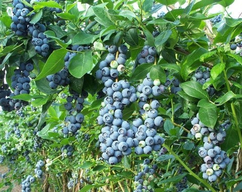 Лохини "Голубика" Київ - зображення 1