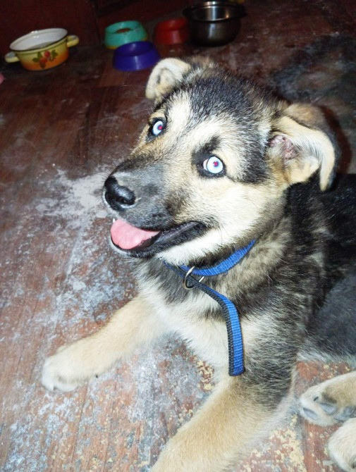 Продаю цуценя з блакитними очима Хаскі+Лайка Барышевка - изображение 1