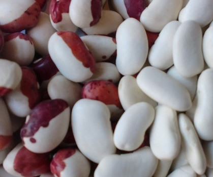 Продам фасоль. Купить фасоль опт Запорожье - изображение 1