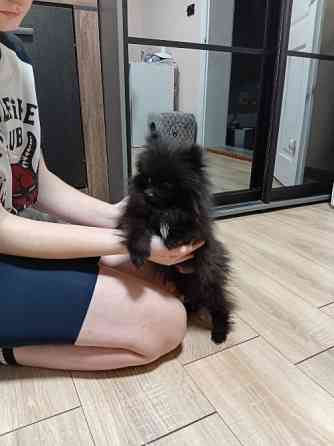 Міні-шпіц із великим серцем Ивано-Франковск