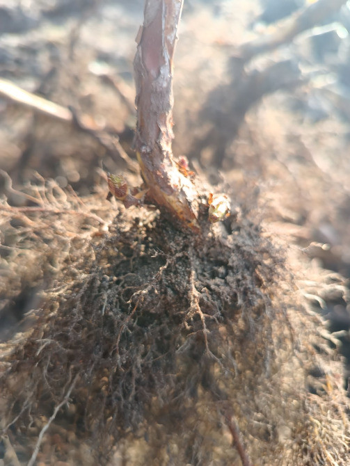 Саджанці малини ремонтантної Луцьк - зображення 6