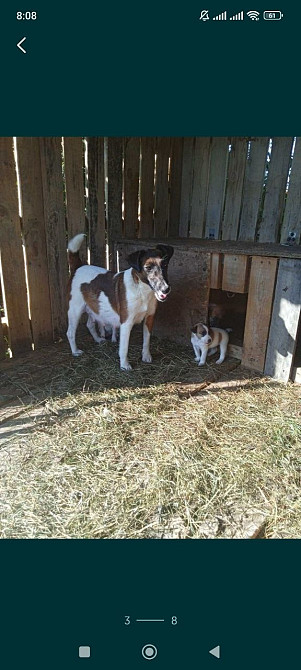 Цуценята гладкошерстого фокстер’єра Белая Церковь - изображение 7