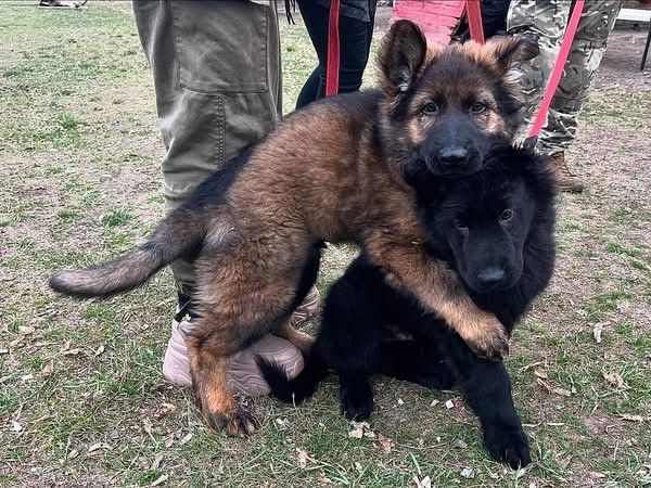 Продаються цуценята німецької вівчарки Запоріжжя - зображення 1