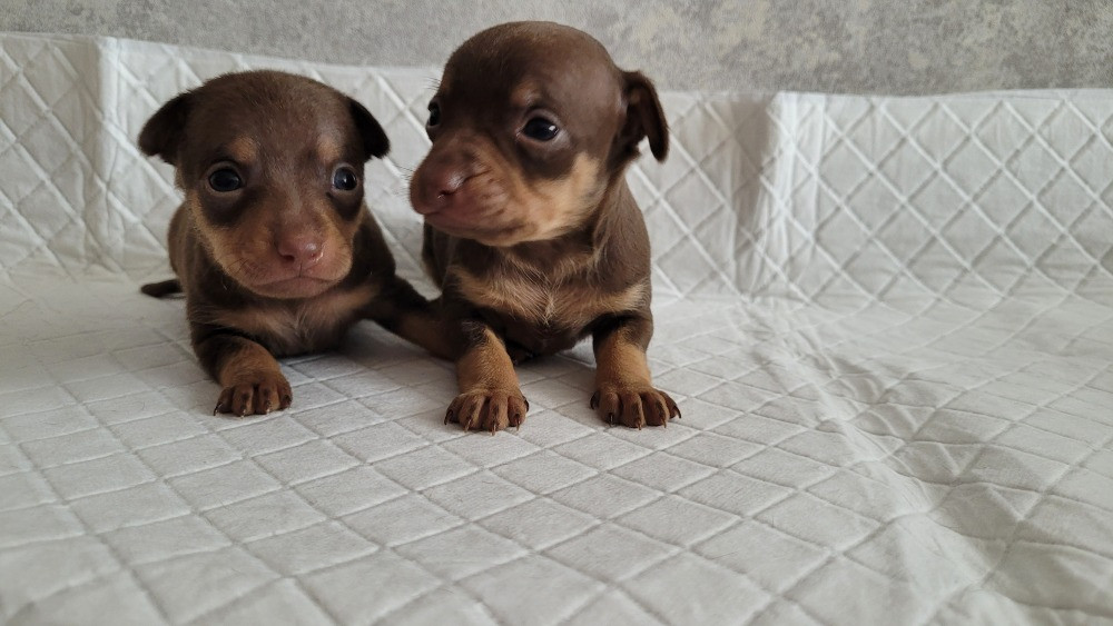 Той те'рєр щеннята Львів - зображення 2