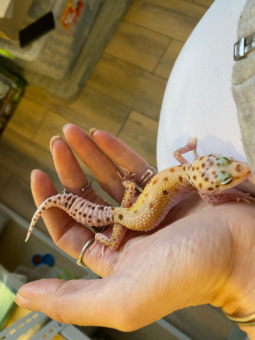 Эублефар или Леопардовый геккон Київ - зображення 4