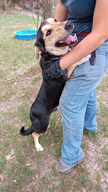 Милый пёс Саймон ищет новую семью! Київ - зображення 2