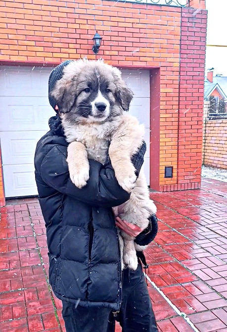 Цуценята кавказька вівчарки розплідник Star Escort великі робочі розумні Черкассы - изображение 1