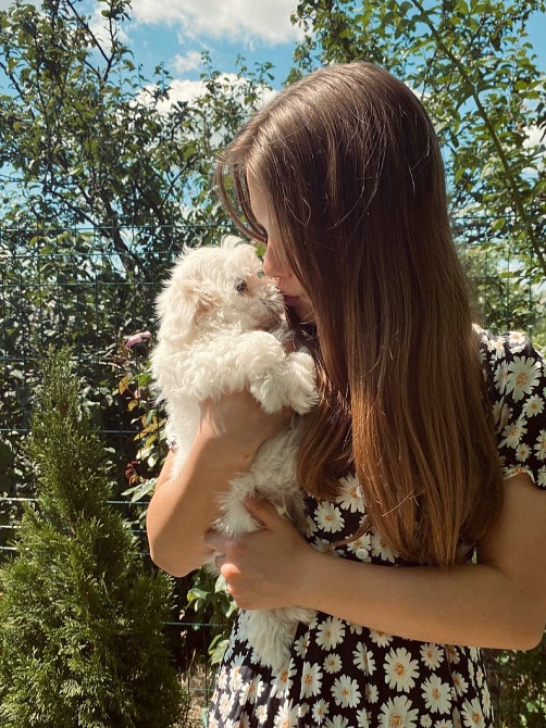 Цуценята Мальтійської болонки Фастів - зображення 4