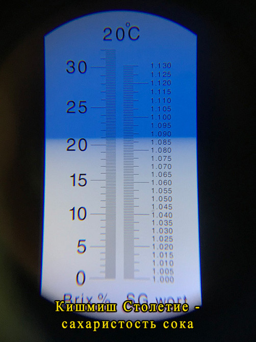 Великоплідний кишмиш - виноград Століття. Саджанці. Харків Харків - зображення 2