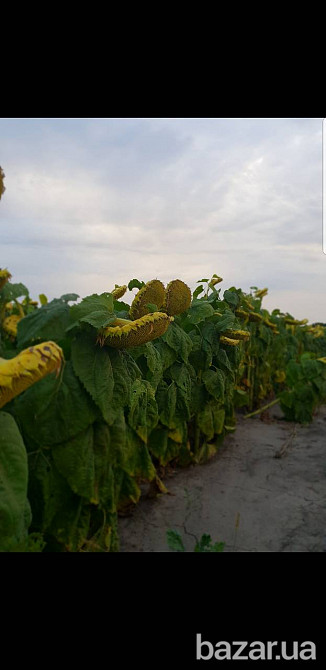 семена подсолнечника Аракар, Лимит, Флорими. 7+ Заразиха + видео Миколаїв - зображення 4