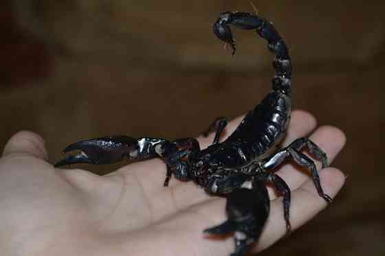 Скорпіон Петерсі Киев