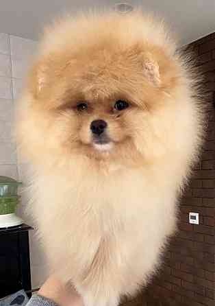 Хлопчик померанського шпіца Чернігів