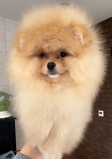 Хлопчик померанського шпіца Чернігів - зображення 2