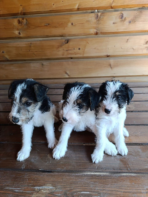 Продам Фокстерьер Одеса - зображення 2