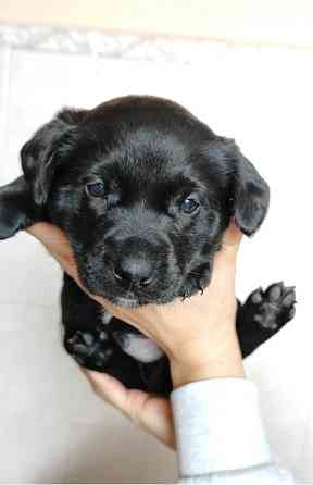 Віддам цуценят в хороші руки Хмельницький