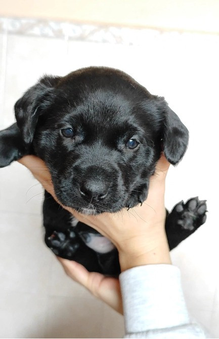 Віддам цуценят в хороші руки Хмельницький - зображення 2