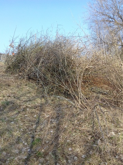 Видалення дерев,кущів,порізка дров,корчування пеньків. Київ - зображення 3