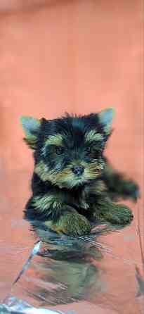 Йорко -девочка стандарт Одесса