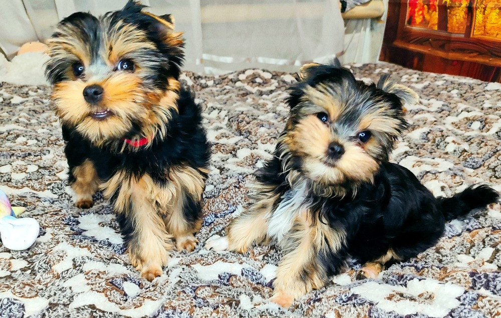 Продам цуценят йорків Павлоград - зображення 1