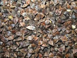 Продаємо оптом посівний матеріал гречки Киев - изображение 1