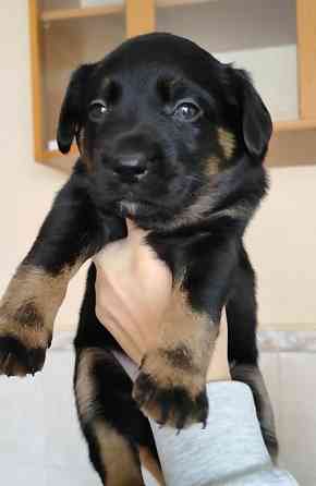 Віддам цуценят в хороші руки Хмельницький