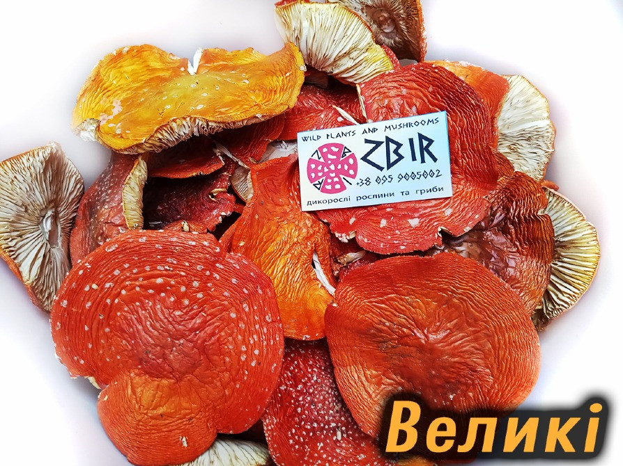 Мухомор ЧЕРВОНИЙ (Amanita Muscaria), сушені капелюшки. Сезон 2025. Полтава - изображение 5