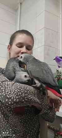 Сірий папуга жако. Африканский ручной попугай Киев