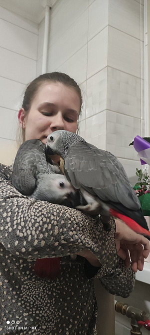 Сірий папуга жако. Африканский ручной попугай Киев - изображение 2