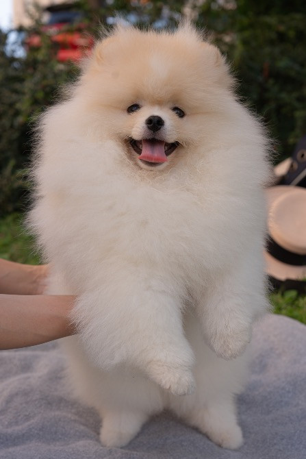 Померанський шпіц хлопчик 4 місяці Київ - зображення 8